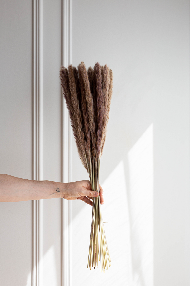 PAMPAS GRASS SIZE SMALL COLOUR NATURAL TYPE 5