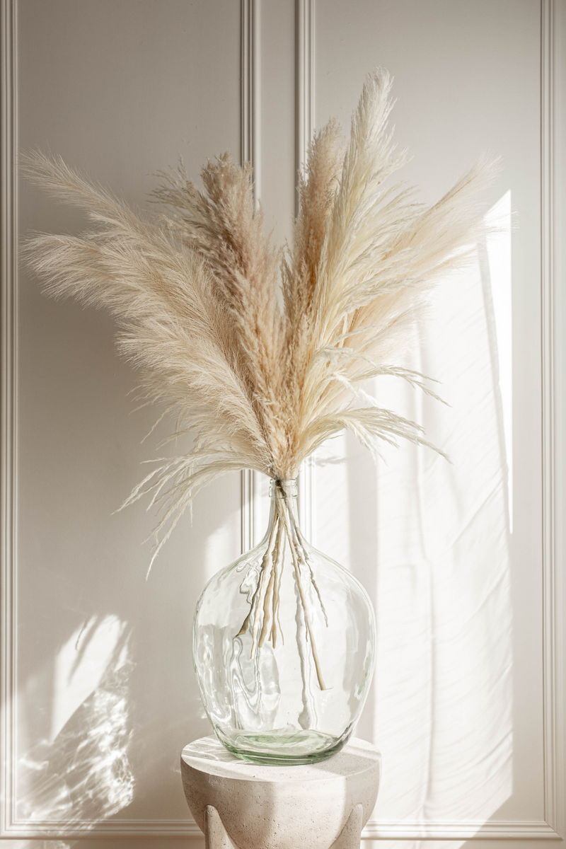 PAMPAS GRASS SIZE LARGE COLOUR BLEACH WHITE PAMPAS PROMO PACK MIXTURE OF 7 STEMS