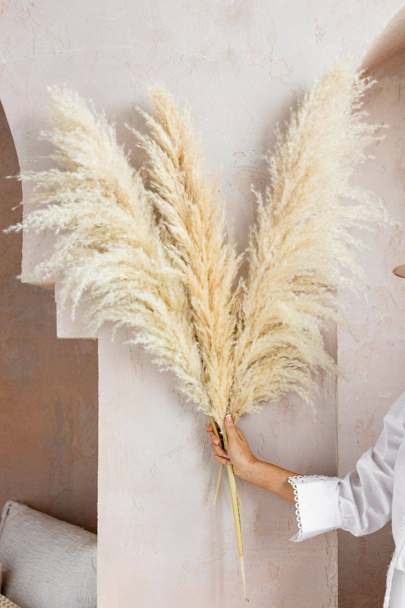 PAMPAS GRASS SIZE LARGE COLOUR NATURAL TYPE 6