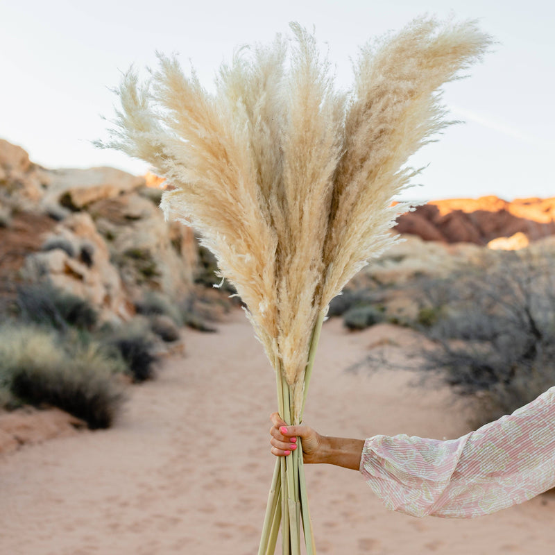 PAMPAS GRASS SIZE SMALL COLOUR NATURAL TYPE 6