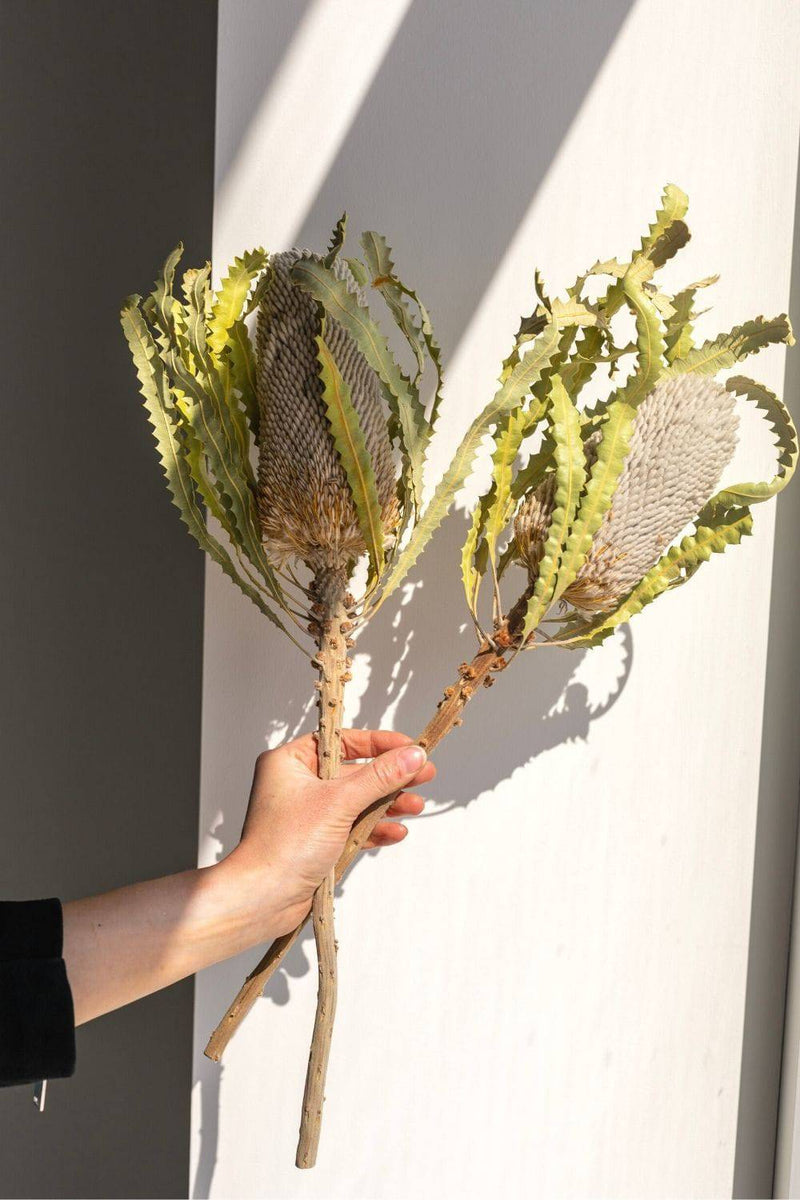 NATURAL WHITE DRIED BANKSIA (2 STEM) LRG.