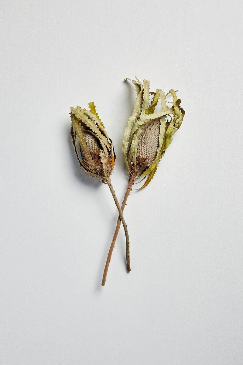NATURAL WHITE DRIED BANKSIA (2 STEM) LRG.