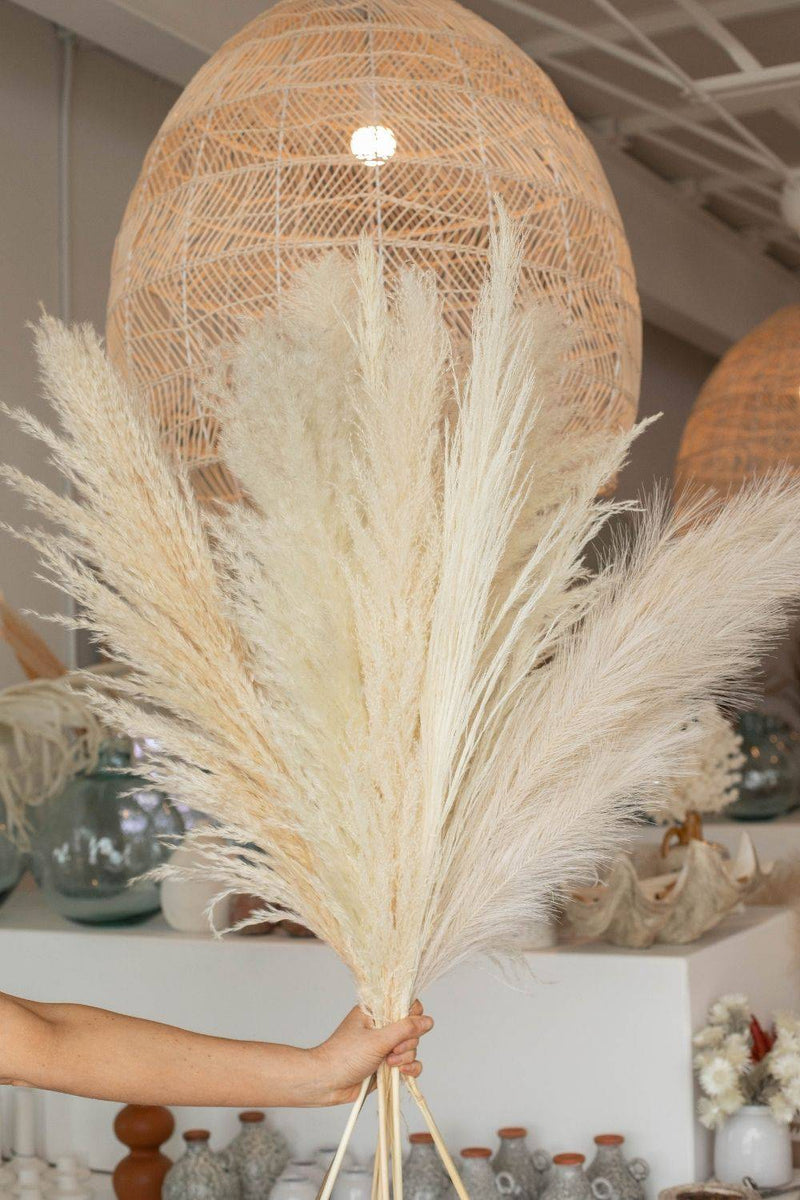 PAMPAS GRASS SIZE LARGE COLOUR BLEACH WHITE PAMPAS PROMO PACK MIXTURE OF 7 STEMS