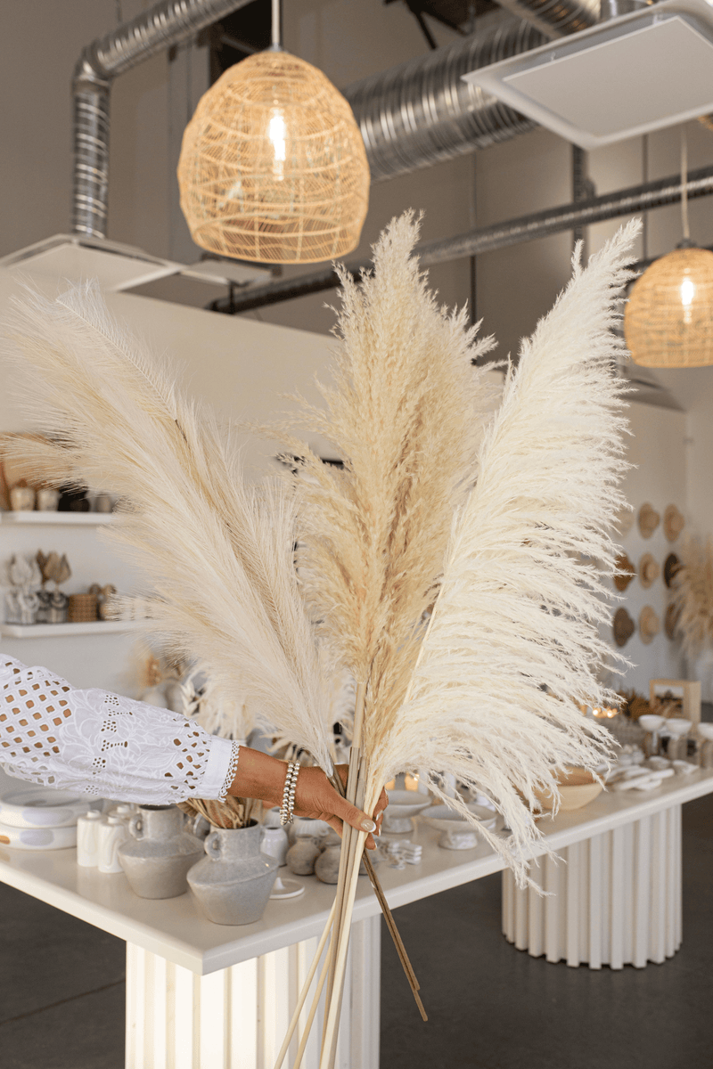 PAMPAS GRASS SIZE LARGE COLOUR BLEACH WHITE PAMPAS PROMO PACK MIXTURE OF 7 STEMS