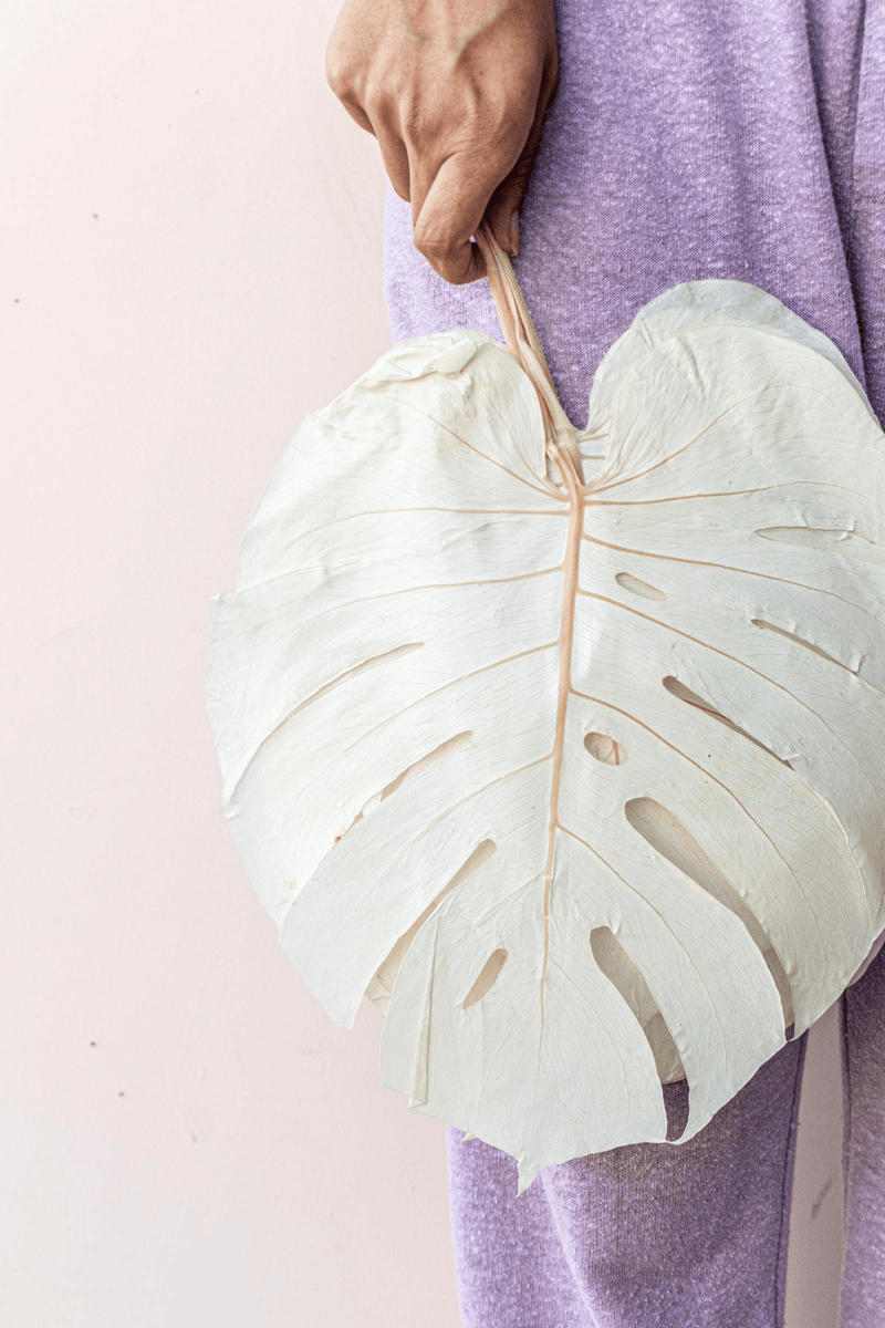 PRESERVED BLEACHED WHITE MONSTERA LEAVES