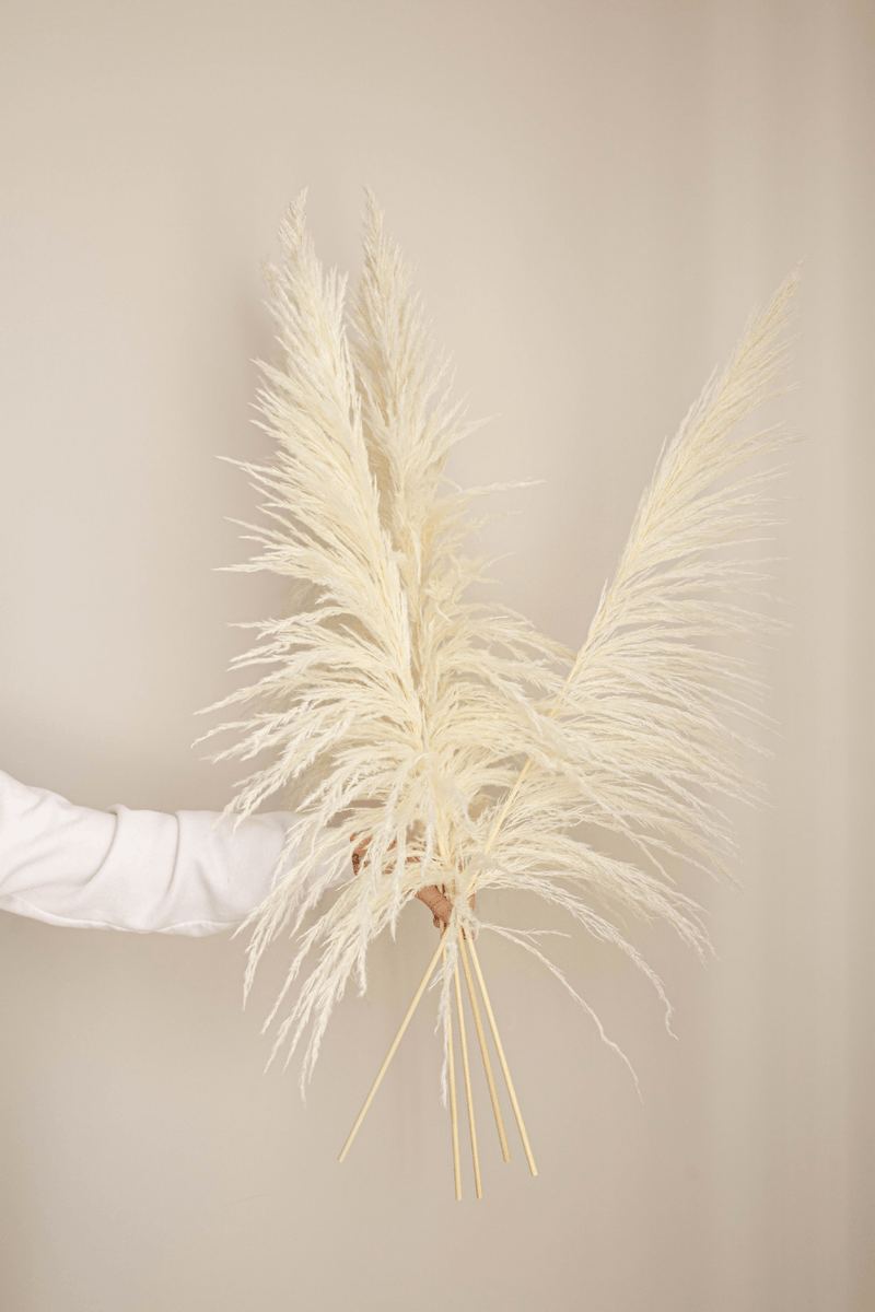 PAMPAS GRASS SIZE LARGE COLOUR BLEACH TYPE 8- 5 STEMS