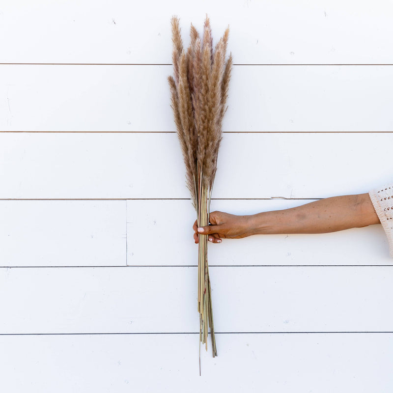 PAMPAS GRASS SIZE SMALL COLOUR NATURAL TYPE 5