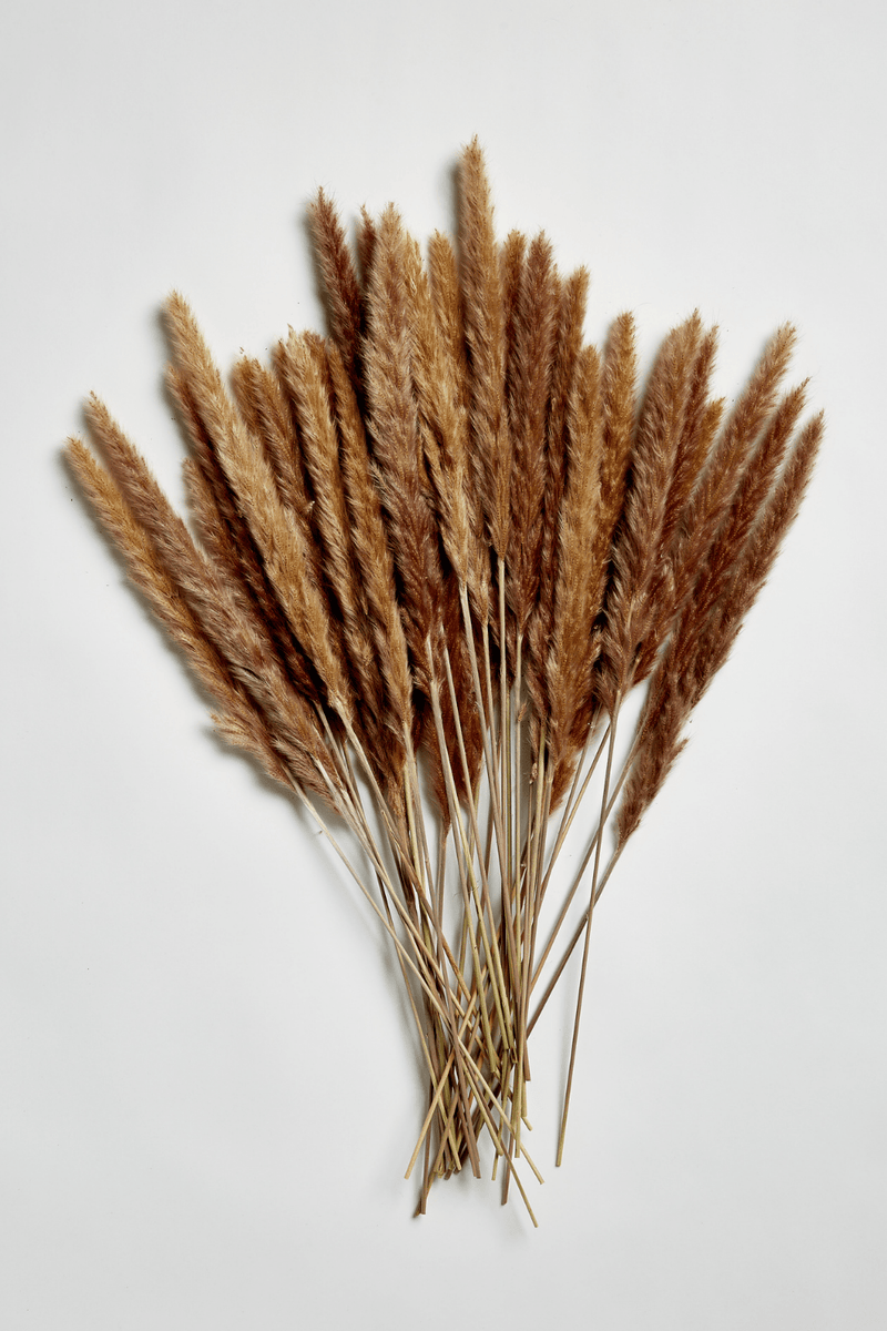 PAMPAS GRASS SIZE SMALL COLOUR NATURAL TYPE 5