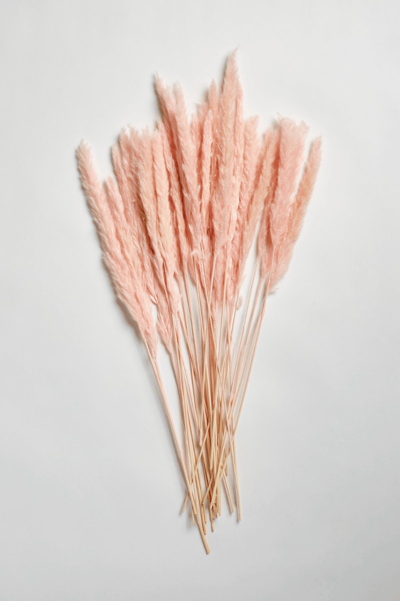 PAMPAS GRASS SIZE SMALL COLOUR SOFT PINK TYPE 5