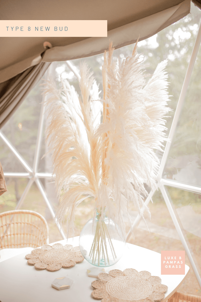 PAMPAS GRASS SIZE LARGE COLOUR BLEACH WHITE TYPE 8