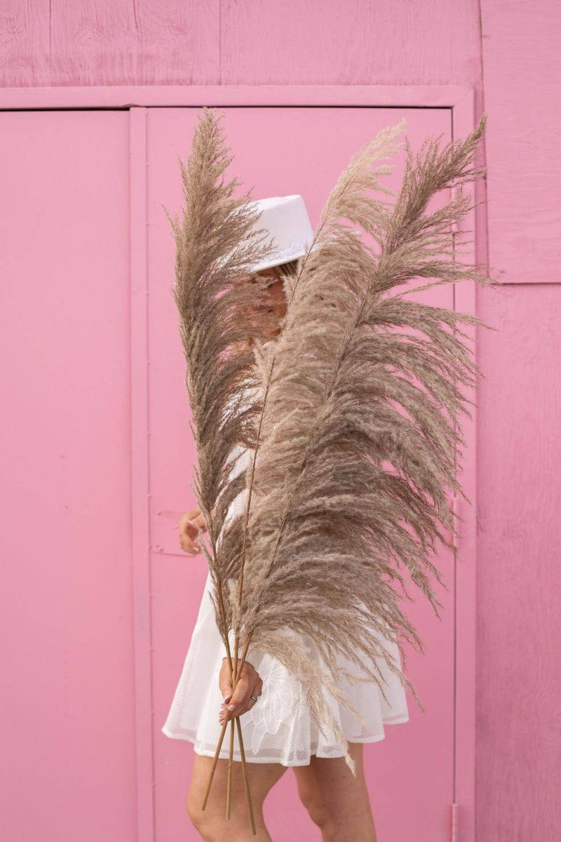 PAMPAS GRASS SIZE TALL COLOUR NATURAL BROWN GRAY UNDERTONES UVA STALK TYPE 8