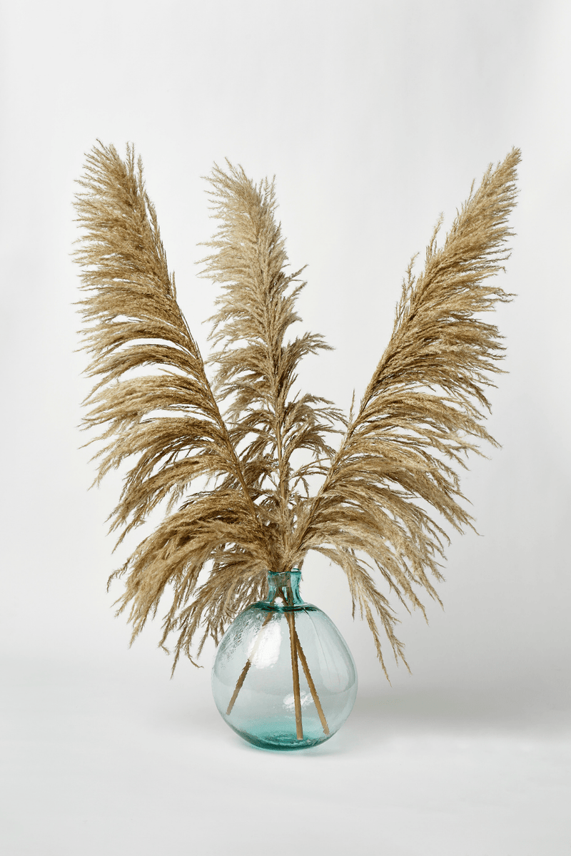 PAMPAS GRASS SIZE TALL COLOUR NATURAL BROWN GRAY UNDERTONES UVA STALK TYPE 8